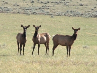 Elk